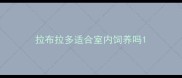 拉布拉多适合室内饲养吗