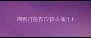 狗狗打疫苗应该去哪里
