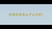 拉布拉多怎么不让它吃