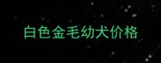白色金毛幼犬价格
