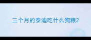 三个月的泰迪吃什么狗粮