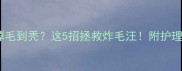 边牧夏天掉毛到秃这5招拯救炸毛汪附护理全攻略