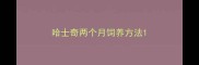 哈士奇两个月饲养方法