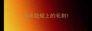 猫咪脸颊上的毛刺