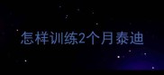 怎样训练2个月泰迪