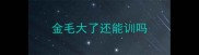 金毛大了还能训吗