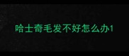 哈士奇毛发不好怎么办