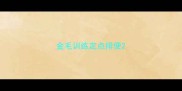 金毛训练定点排便