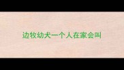 边牧幼犬一个人在家会叫