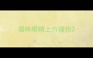 猫咪眼睛上方撞伤