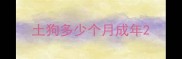 土狗多少个月成年