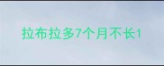 拉布拉多7个月不长
