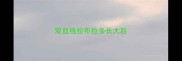 双血统拉布拉多长大后