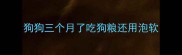 狗狗三个月了吃狗粮还用泡软