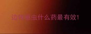 边牧驱虫什么药最有效