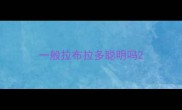 一般拉布拉多聪明吗