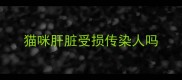 猫咪肝脏受损传染人吗