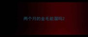 两个月的金毛能溜吗