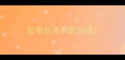 拉布拉多狗的训练