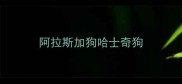 阿拉斯加狗哈士奇狗