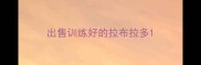 出售训练好的拉布拉多