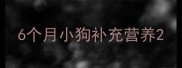 6个月小狗补充营养