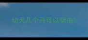 幼犬几个月可以驱虫