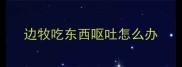 边牧吃东西呕吐怎么办
