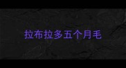 拉布拉多五个月毛