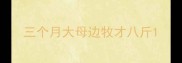 三个月大母边牧才八斤