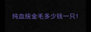 纯血统金毛多少钱一只