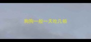 狗狗一般一天吃几顿