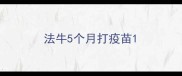 法牛5个月打疫苗