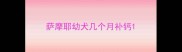 萨摩耶幼犬几个月补钙