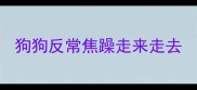 狗狗反常焦躁走来走去