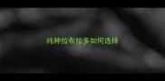 纯种拉布拉多如何选择