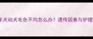 边境牧羊犬幼犬毛色不均怎么办遗传因素与护理建议全