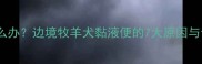 边牧拉粘液怎么办边境牧羊犬黏液便的7大原因与专业应对指南