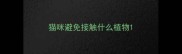 猫咪避免接触什么植物