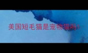 美国短毛猫是宠物猫吗