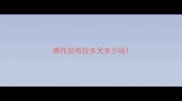 焦作拉布拉多犬多少钱