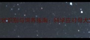 泰迪犬发情期症状识别与饲养指南科学应对母犬生理期健康问题