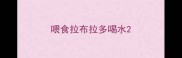 喂食拉布拉多喝水