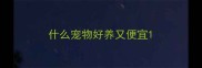 什么宠物好养又便宜