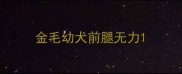 金毛幼犬前腿无力