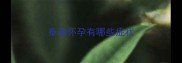泰迪怀孕有哪些症状