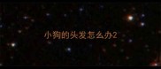 小狗的头发怎么办