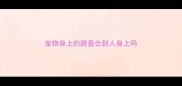 宠物身上的跳蚤会到人身上吗