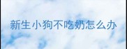 新生小狗不吃奶怎么办