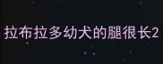 拉布拉多幼犬的腿很长